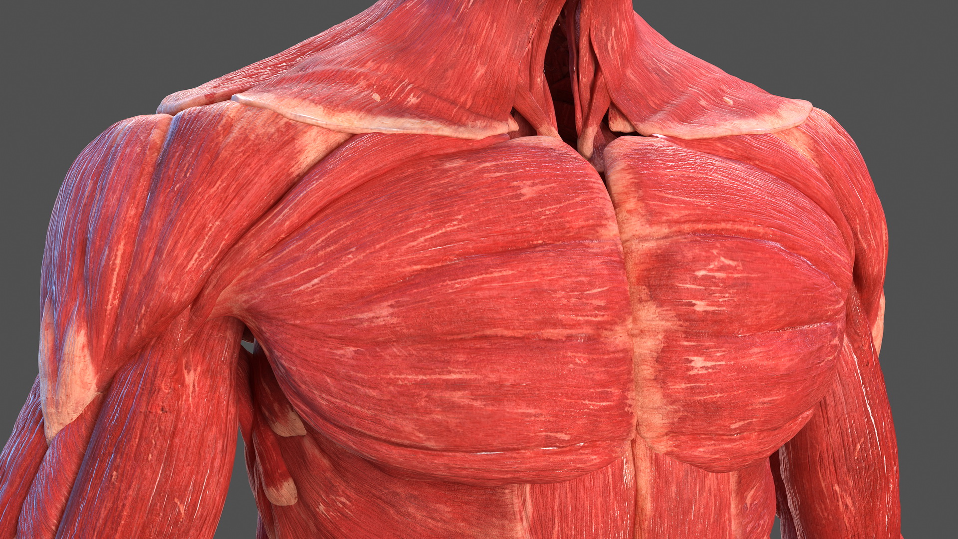3D model Male Muscular System Full Body