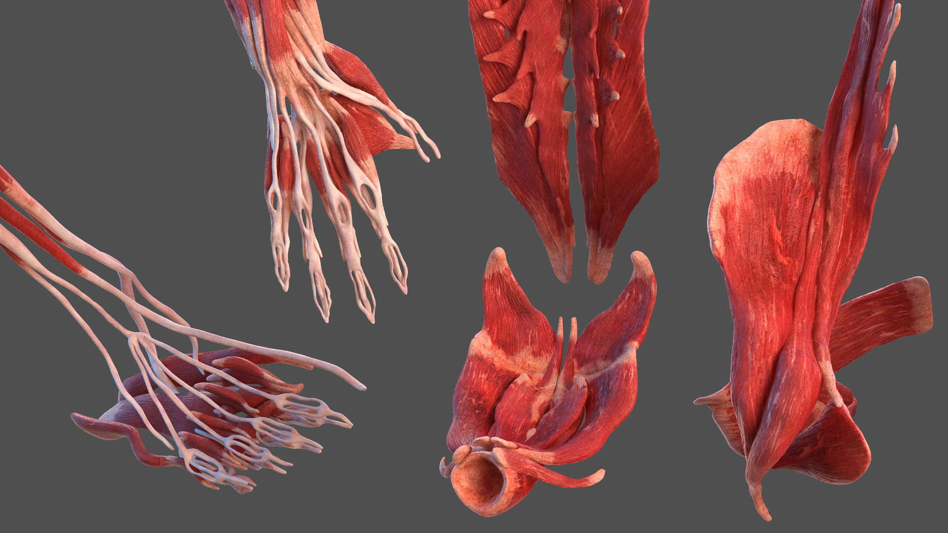 3D model Male Muscular System Full Body
