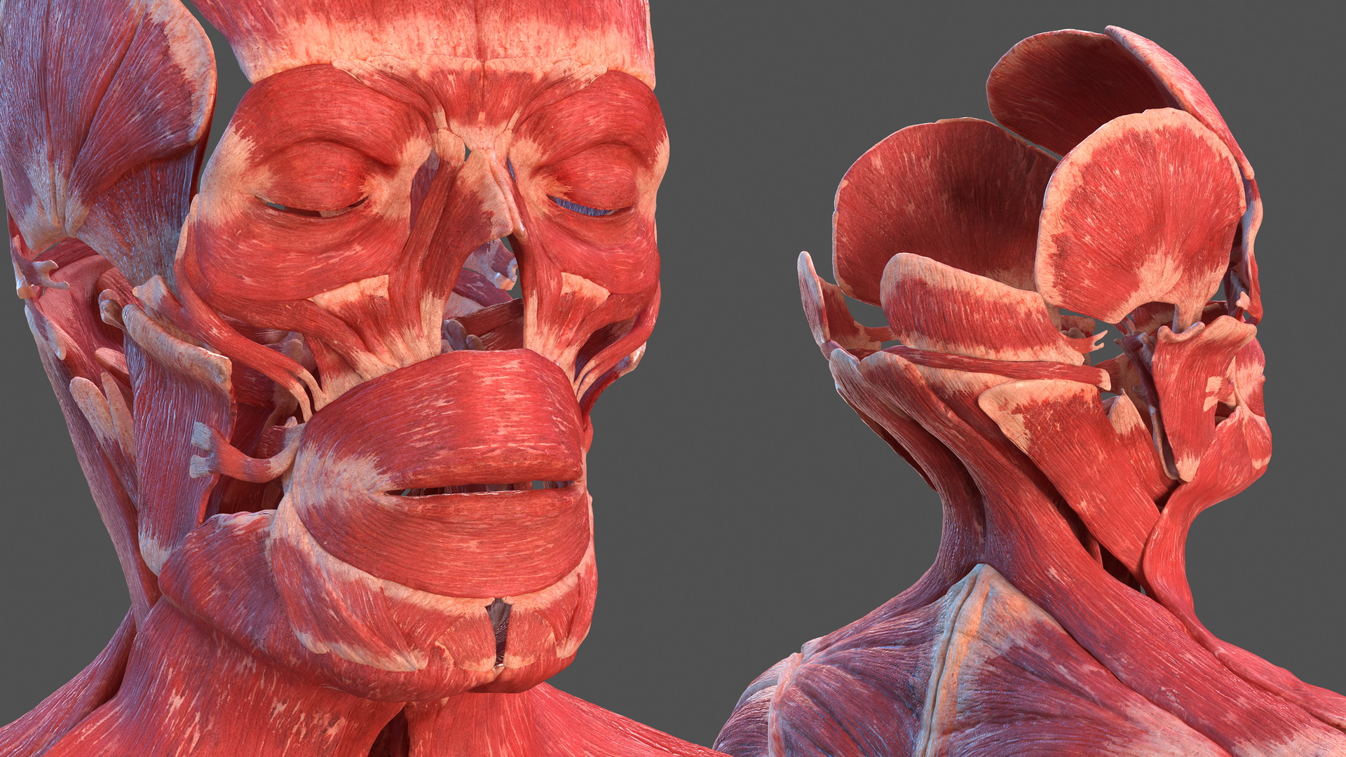 3D model Male Muscular System Full Body