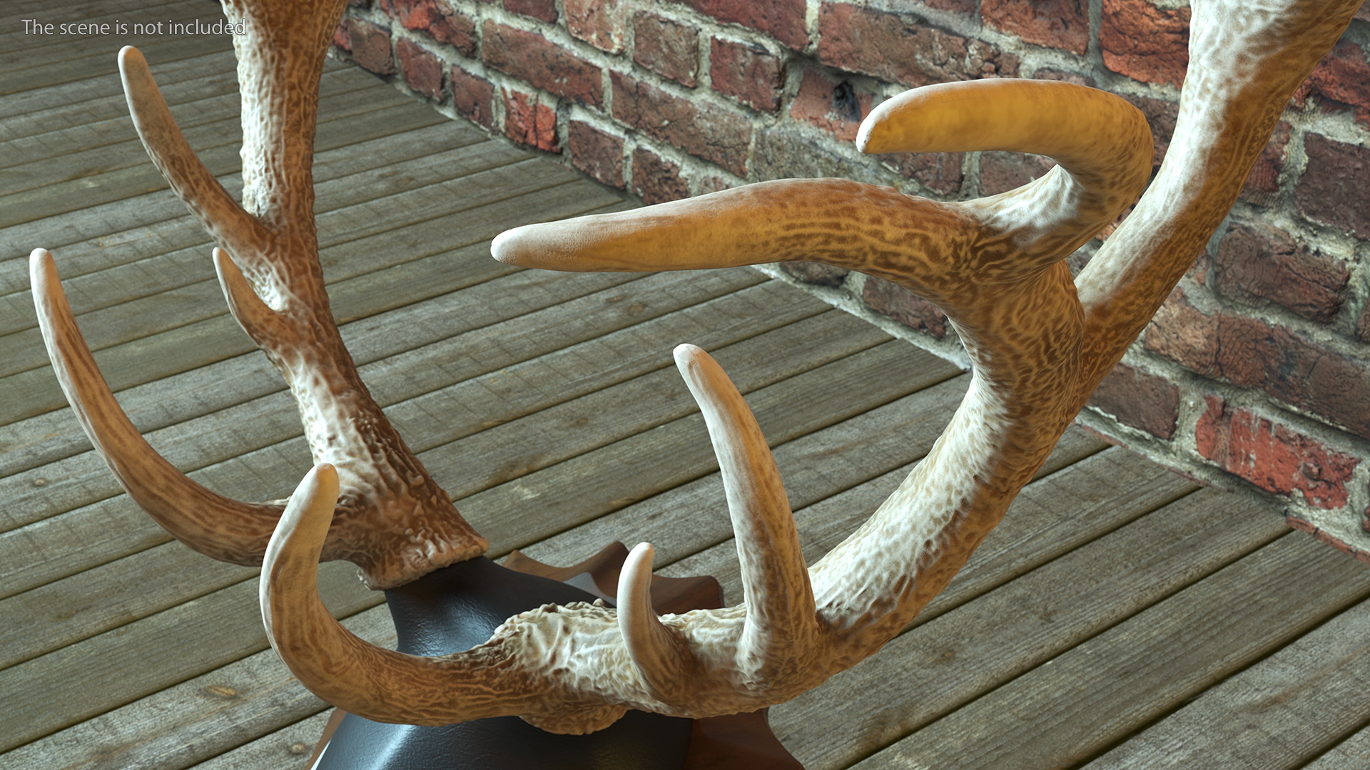 3D model Red Deer Stag Antlers on a Pedestal