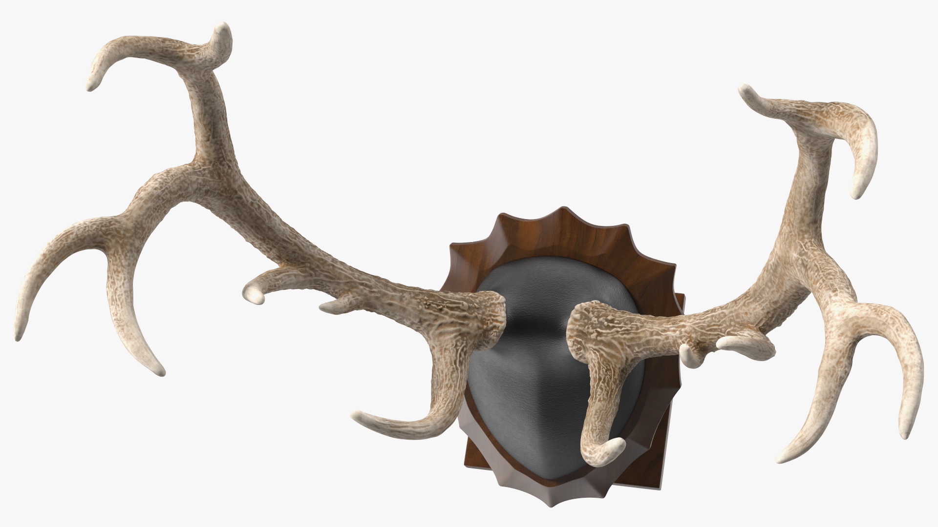 3D model Red Deer Stag Antlers on a Pedestal