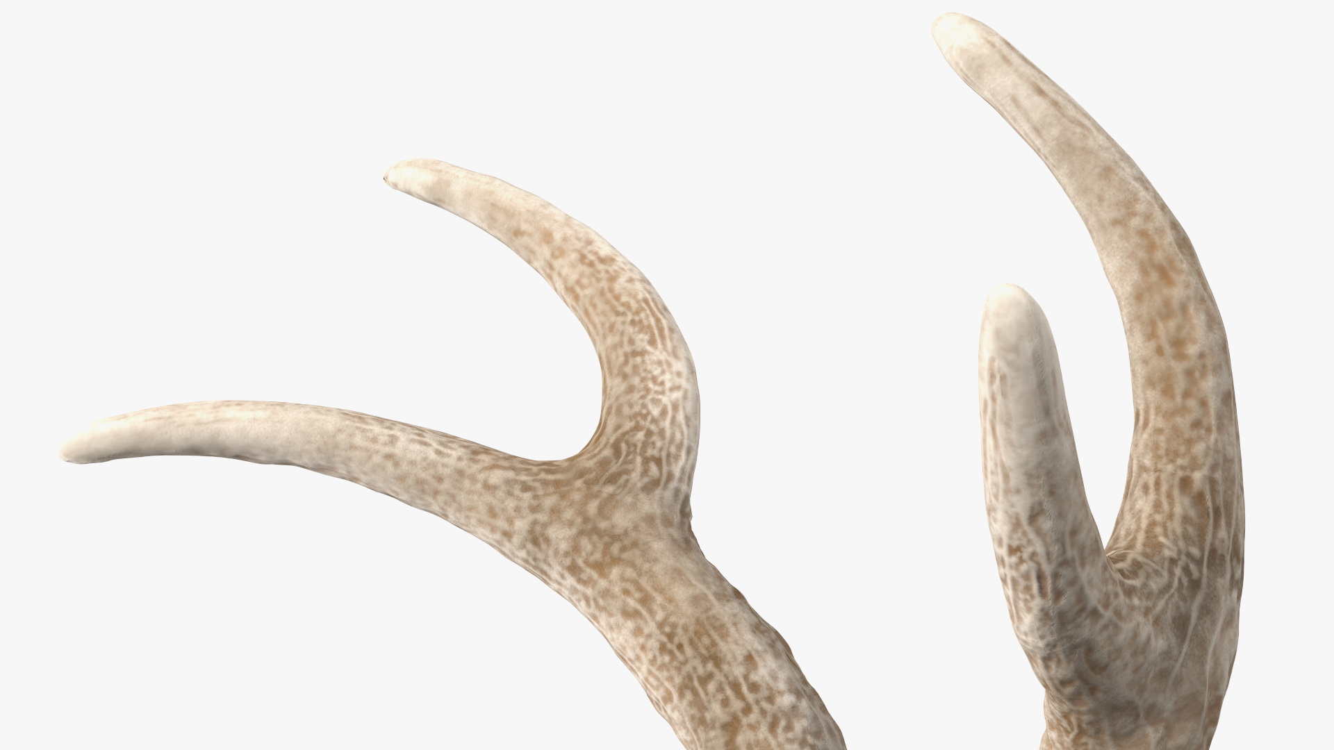 3D model Red Deer Stag Antlers on a Pedestal