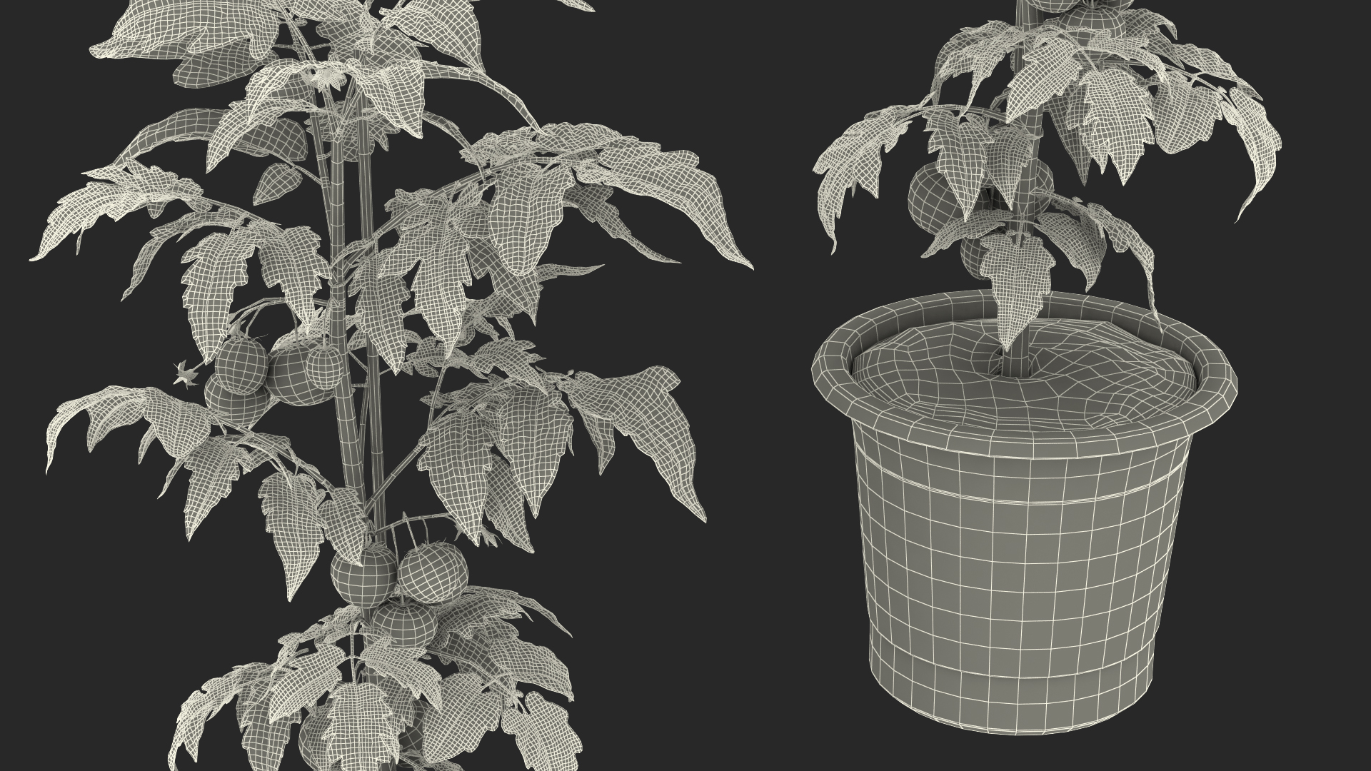 Red Organic Tomato Plant 3D model