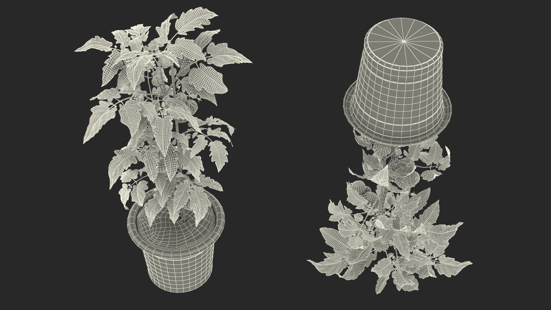Red Organic Tomato Plant 3D model