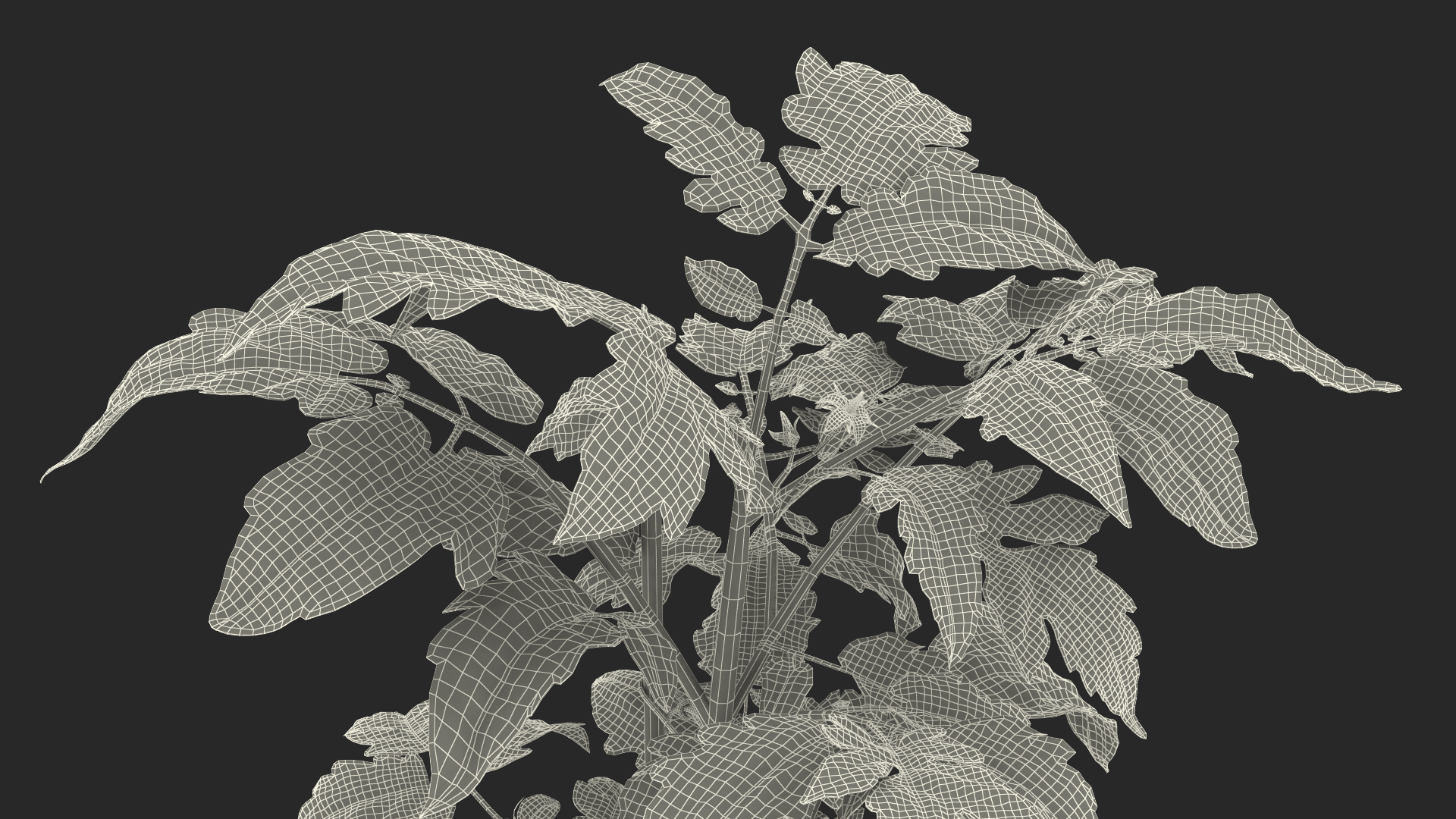 Red Organic Tomato Plant 3D model