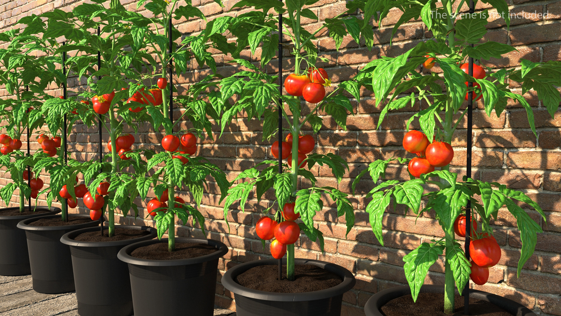 Red Organic Tomato Plant 3D model