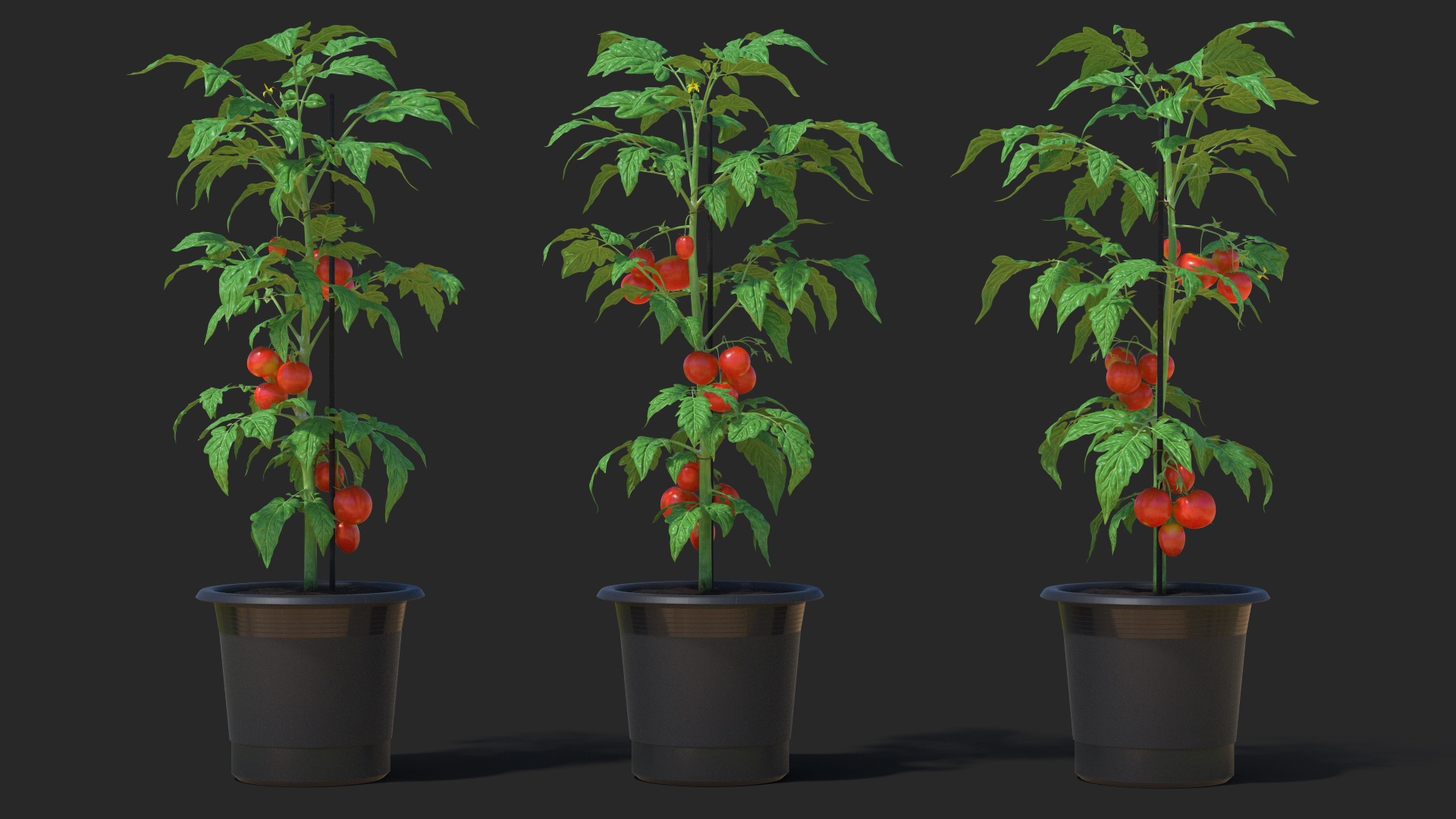 Red Organic Tomato Plant 3D model