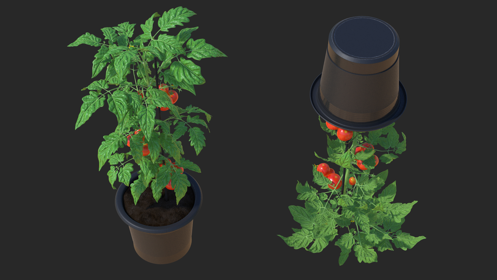 Red Organic Tomato Plant 3D model