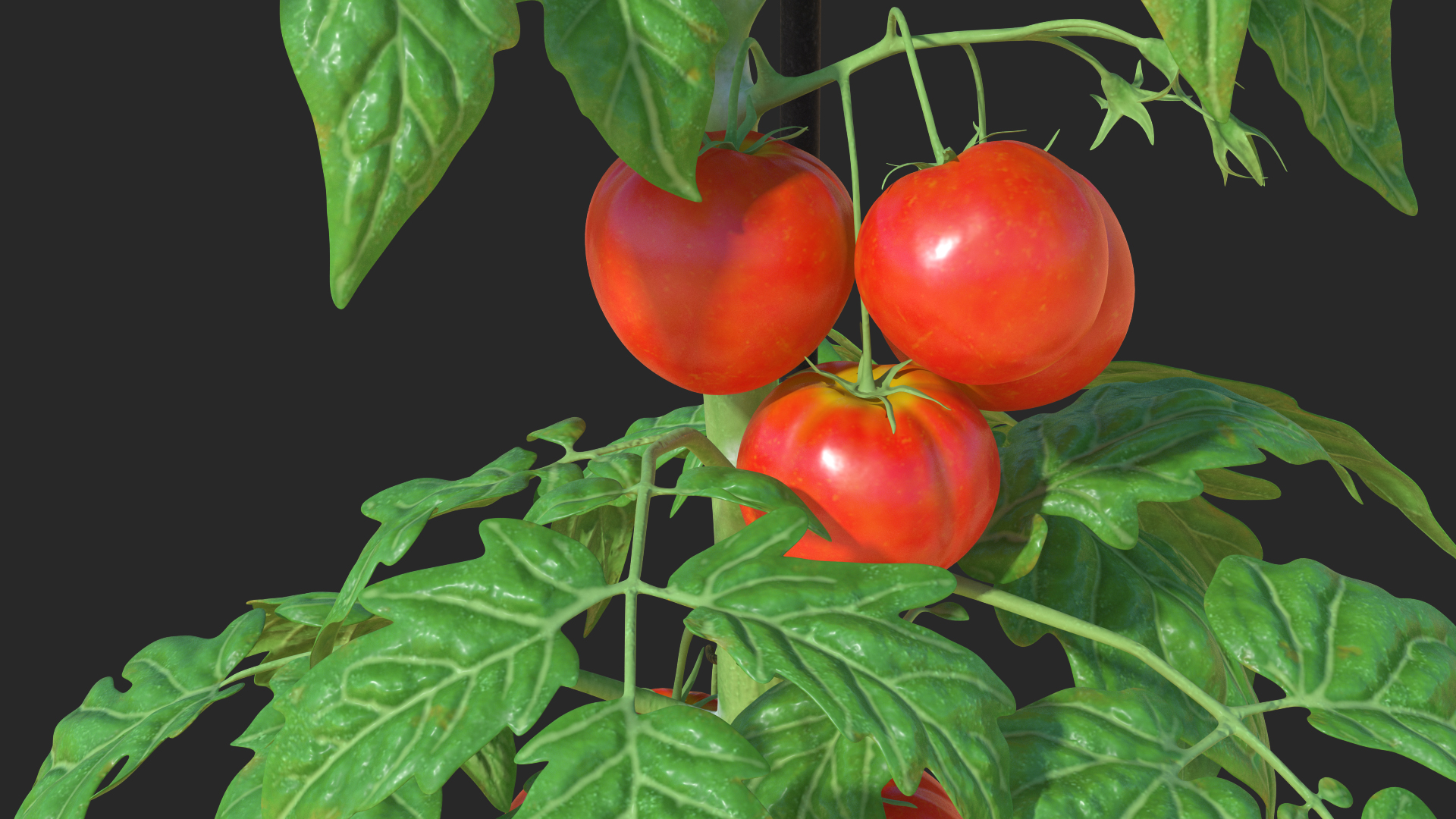Red Organic Tomato Plant 3D model