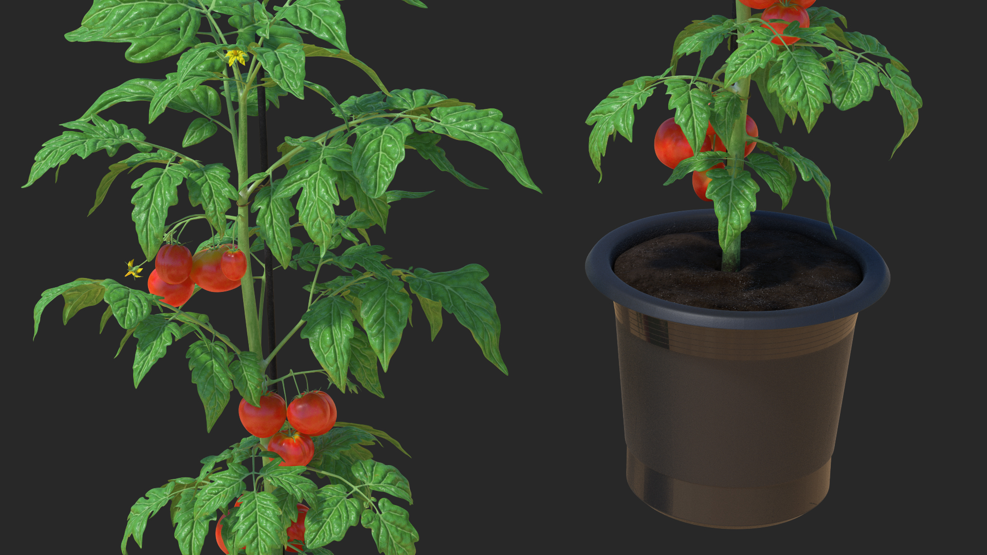 Red Organic Tomato Plant 3D model