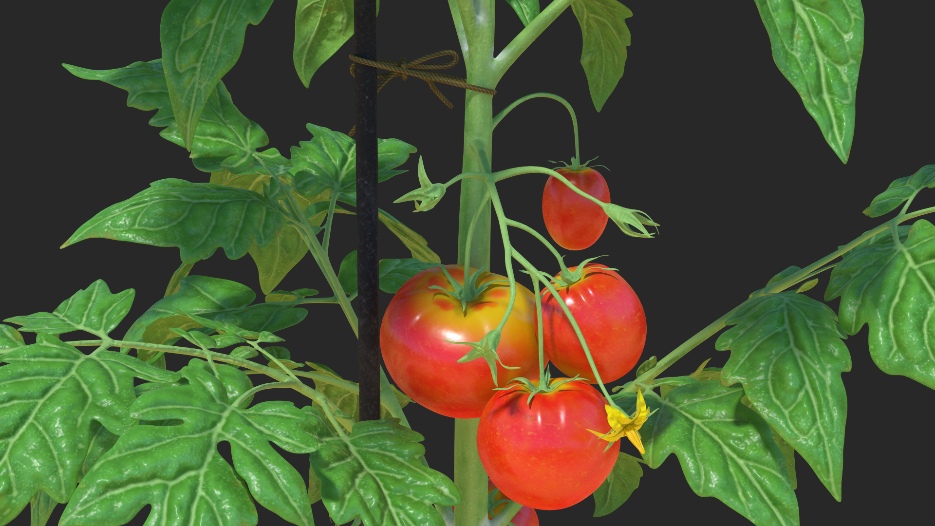 Red Organic Tomato Plant 3D model