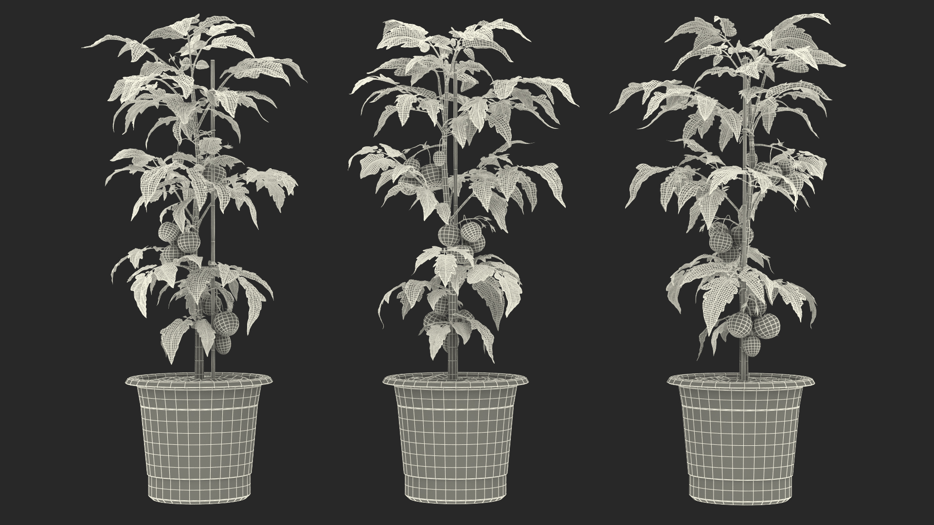 Red Organic Tomato Plant 3D model