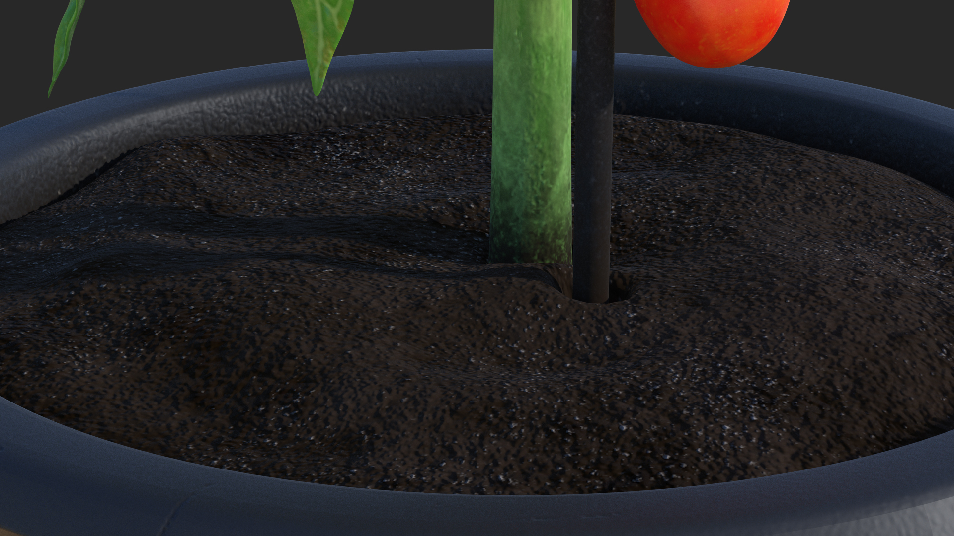 Red Organic Tomato Plant 3D model