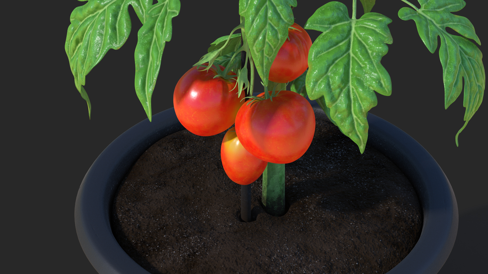 Red Organic Tomato Plant 3D model