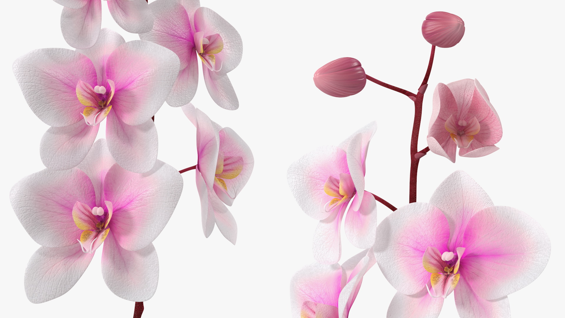 Tall Vase with Small Orchid Stem 3D