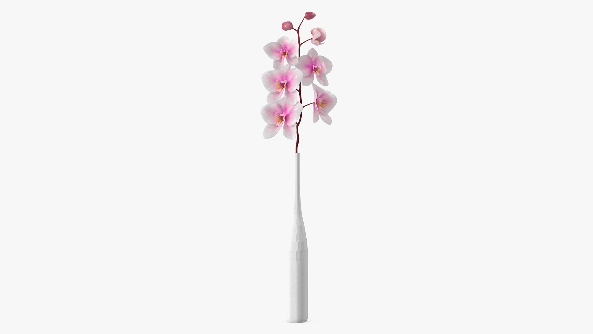 Tall Vase with Small Orchid Stem 3D