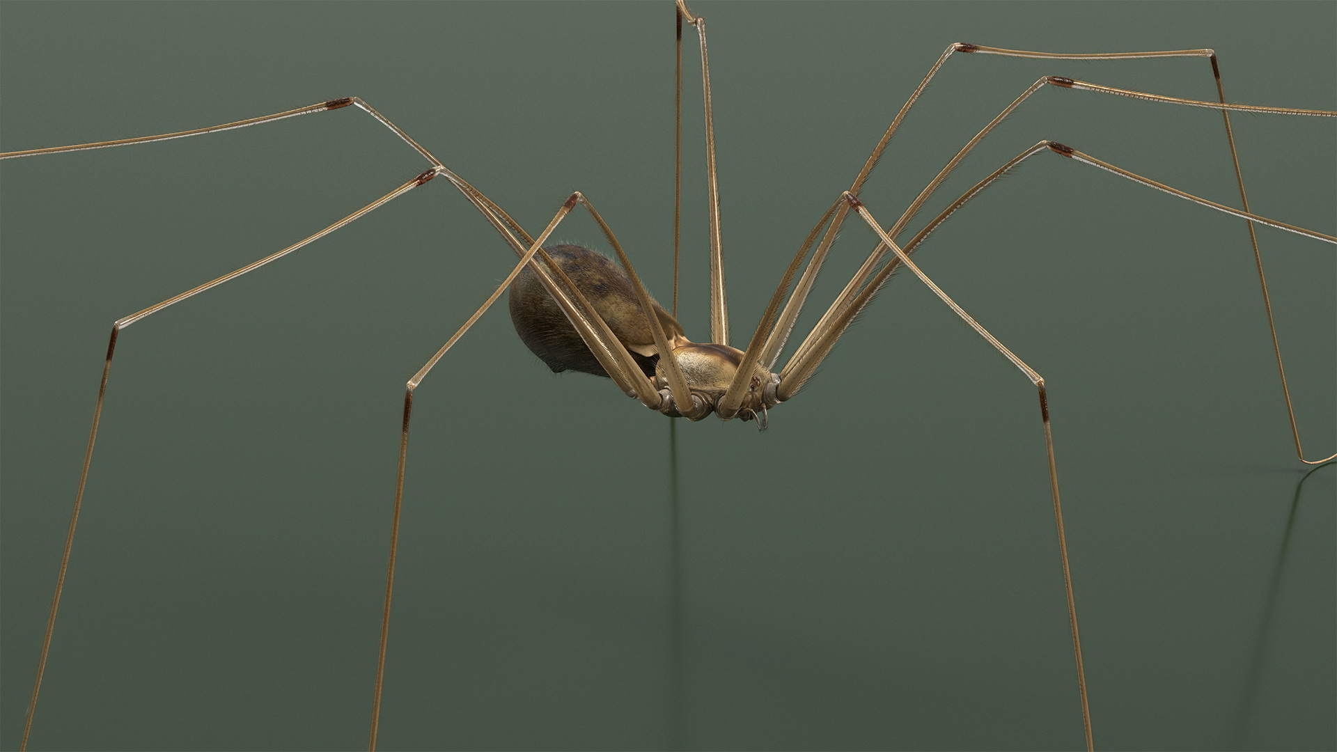 3D Daddy Long-legs Spider Fur Rigged model