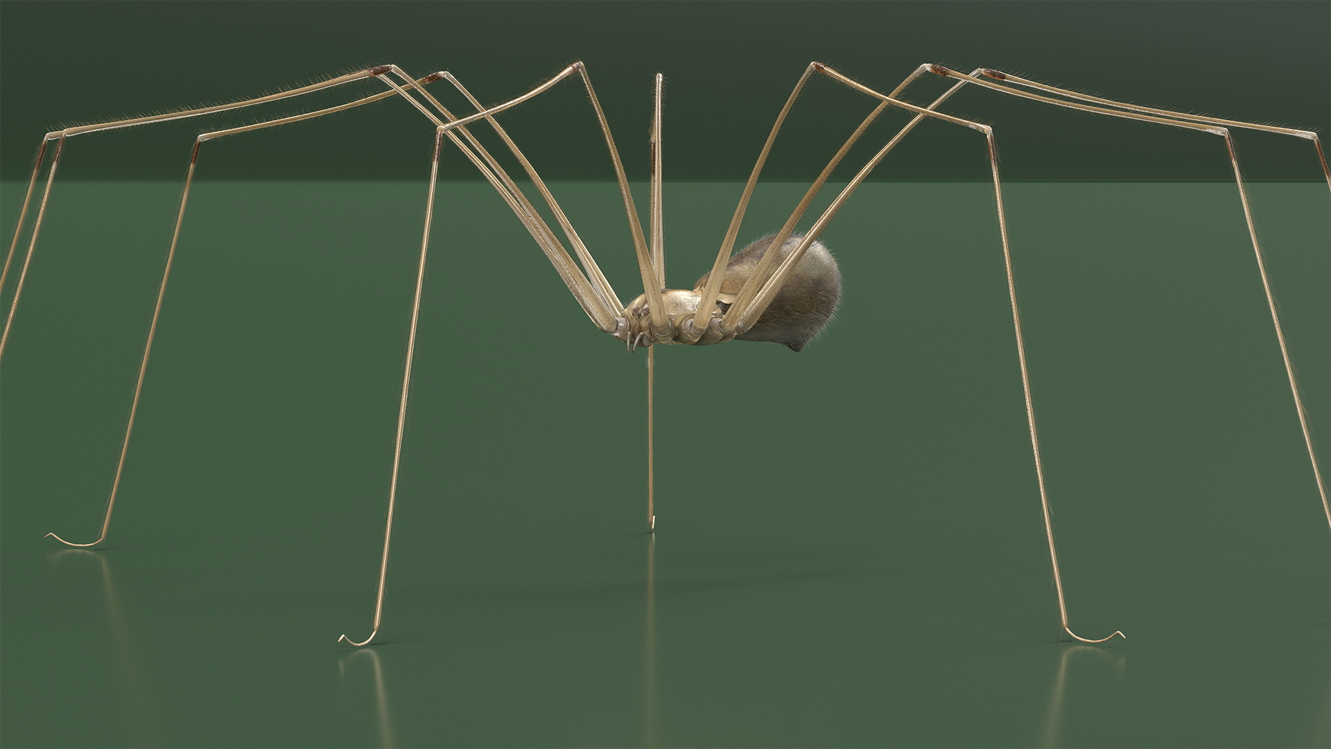3D Daddy Long-legs Spider Fur Rigged model