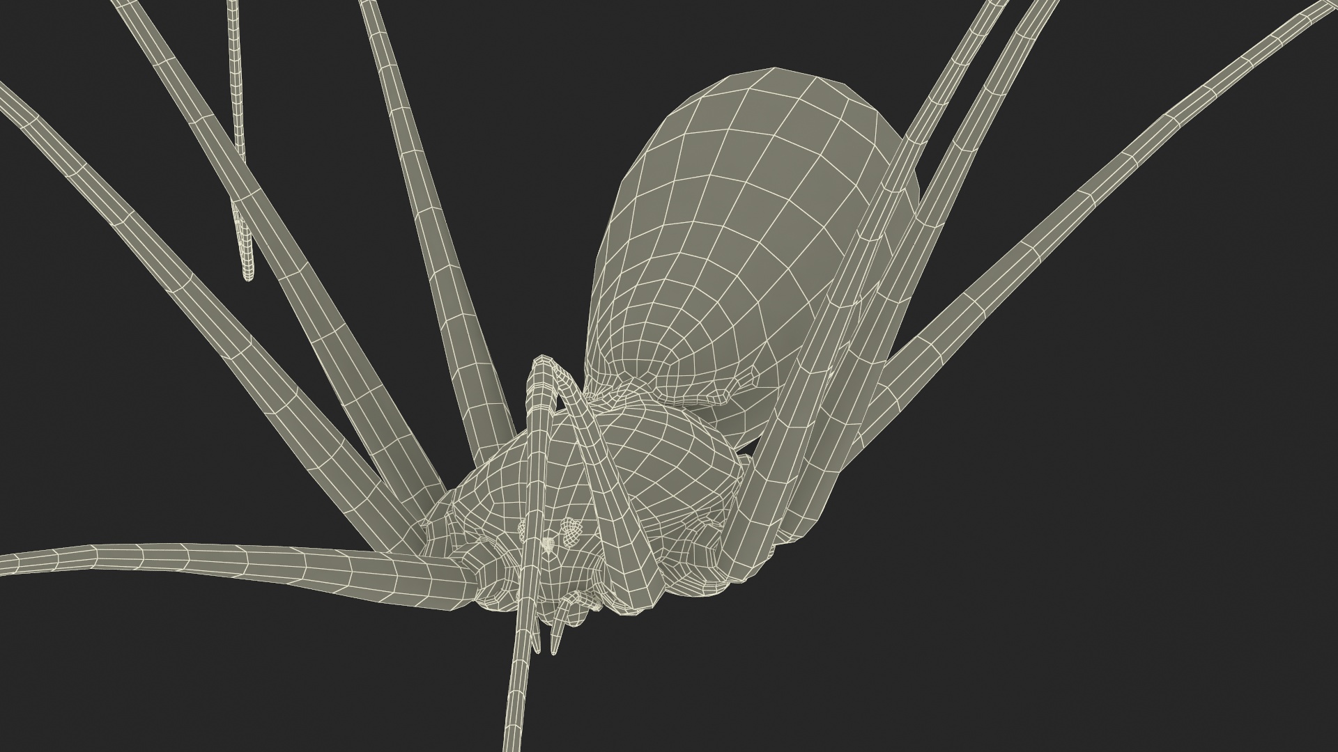 3D Daddy Long-legs Spider Fur Rigged model