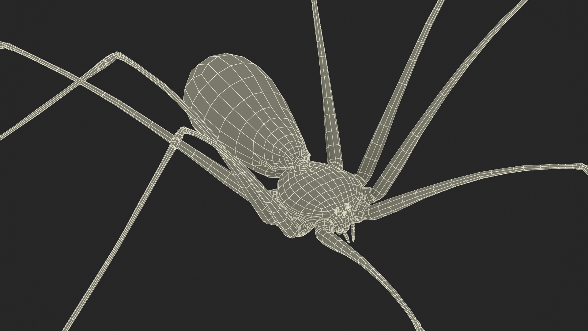 3D Daddy Long-legs Spider Fur Rigged model