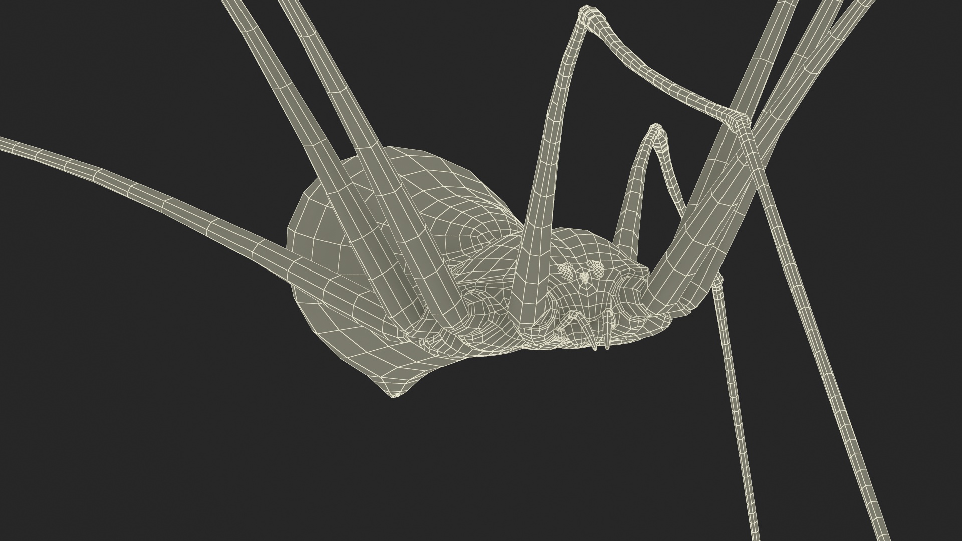 3D Daddy Long-legs Spider Fur Rigged model