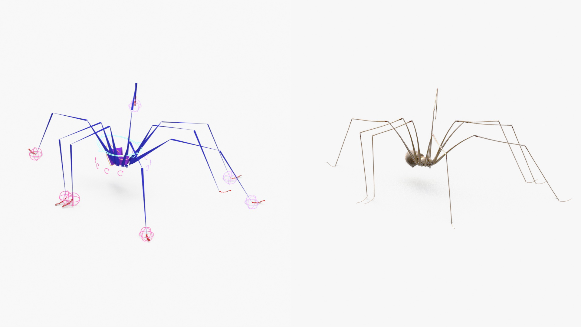 3D Daddy Long-legs Spider Fur Rigged model