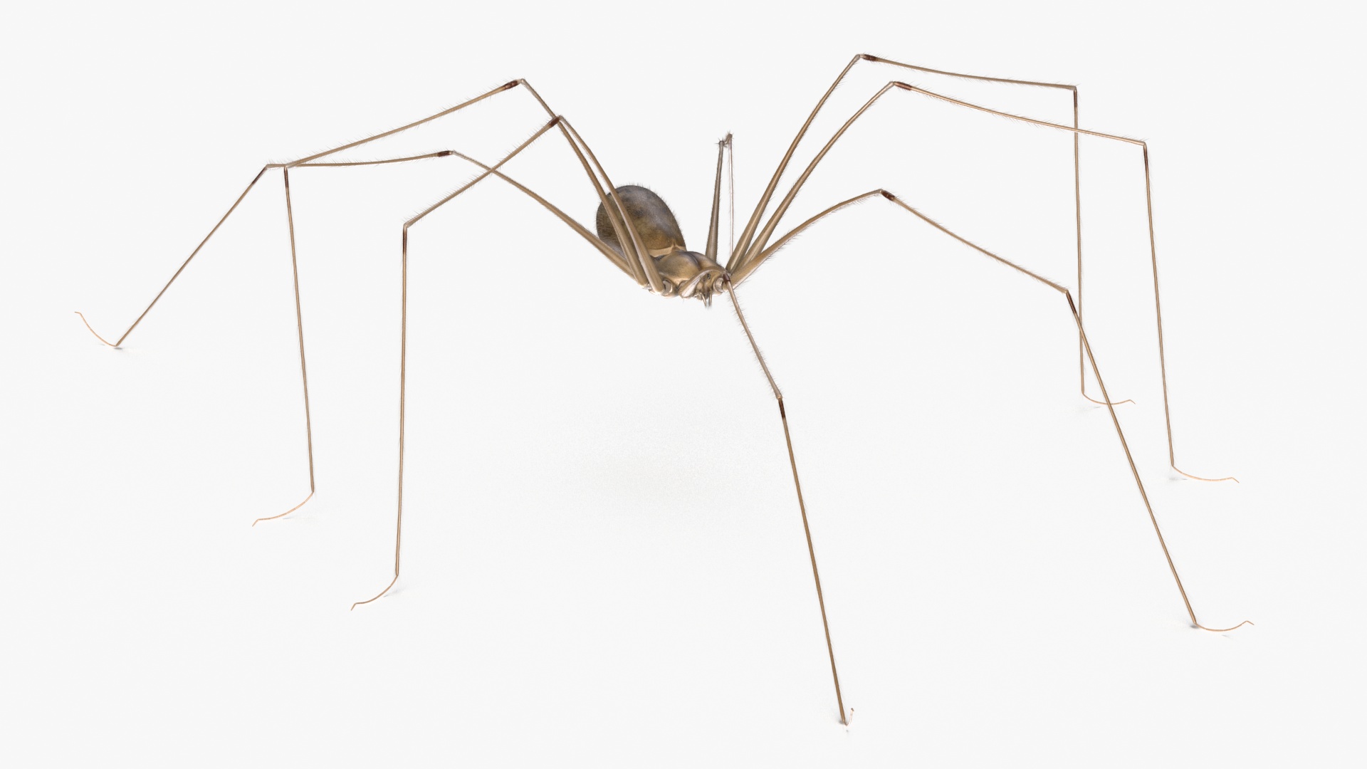 3D Daddy Long-legs Spider Fur Rigged model