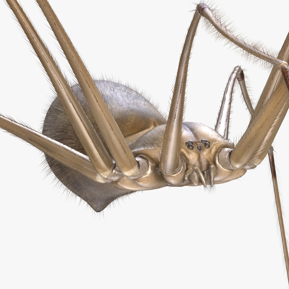 3D Daddy Long-legs Spider Fur Rigged model