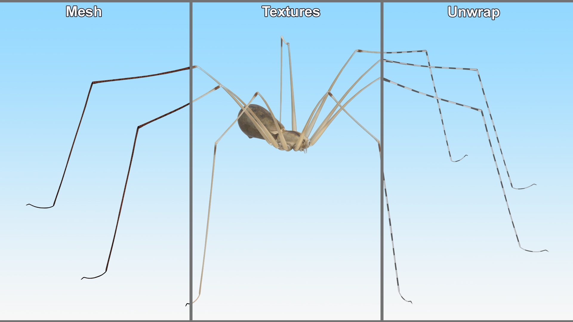 3D Daddy Long-legs Spider Fur Rigged model