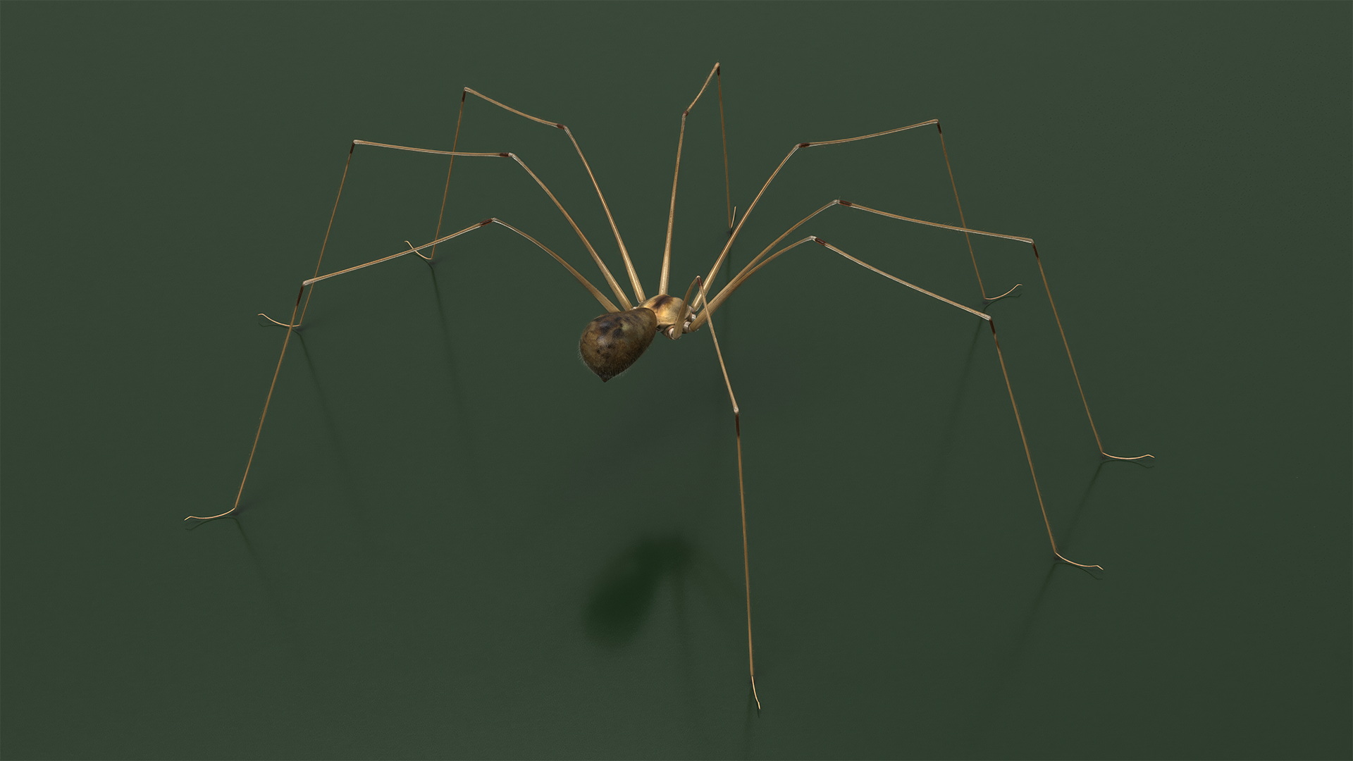 3D Daddy Long-legs Spider Fur Rigged model