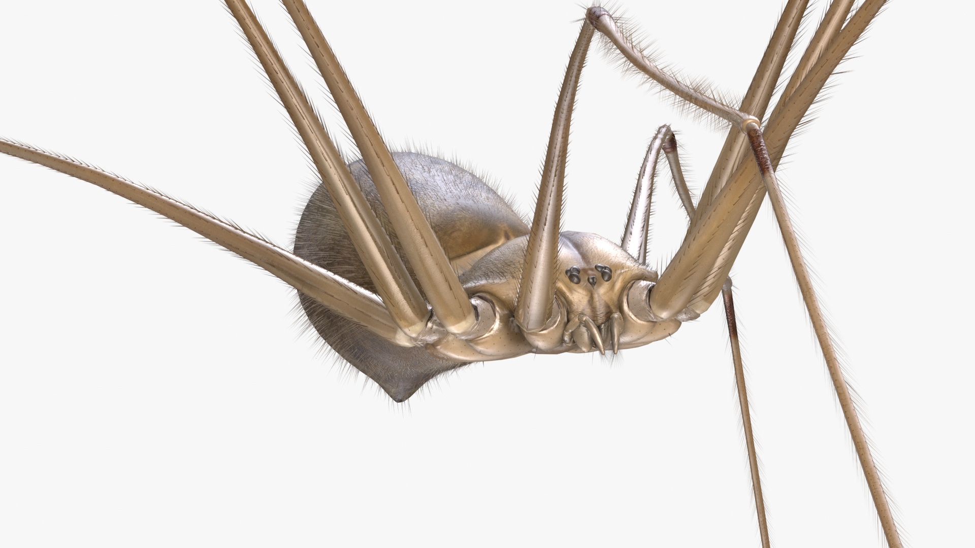 3D Daddy Long-legs Spider Fur Rigged model