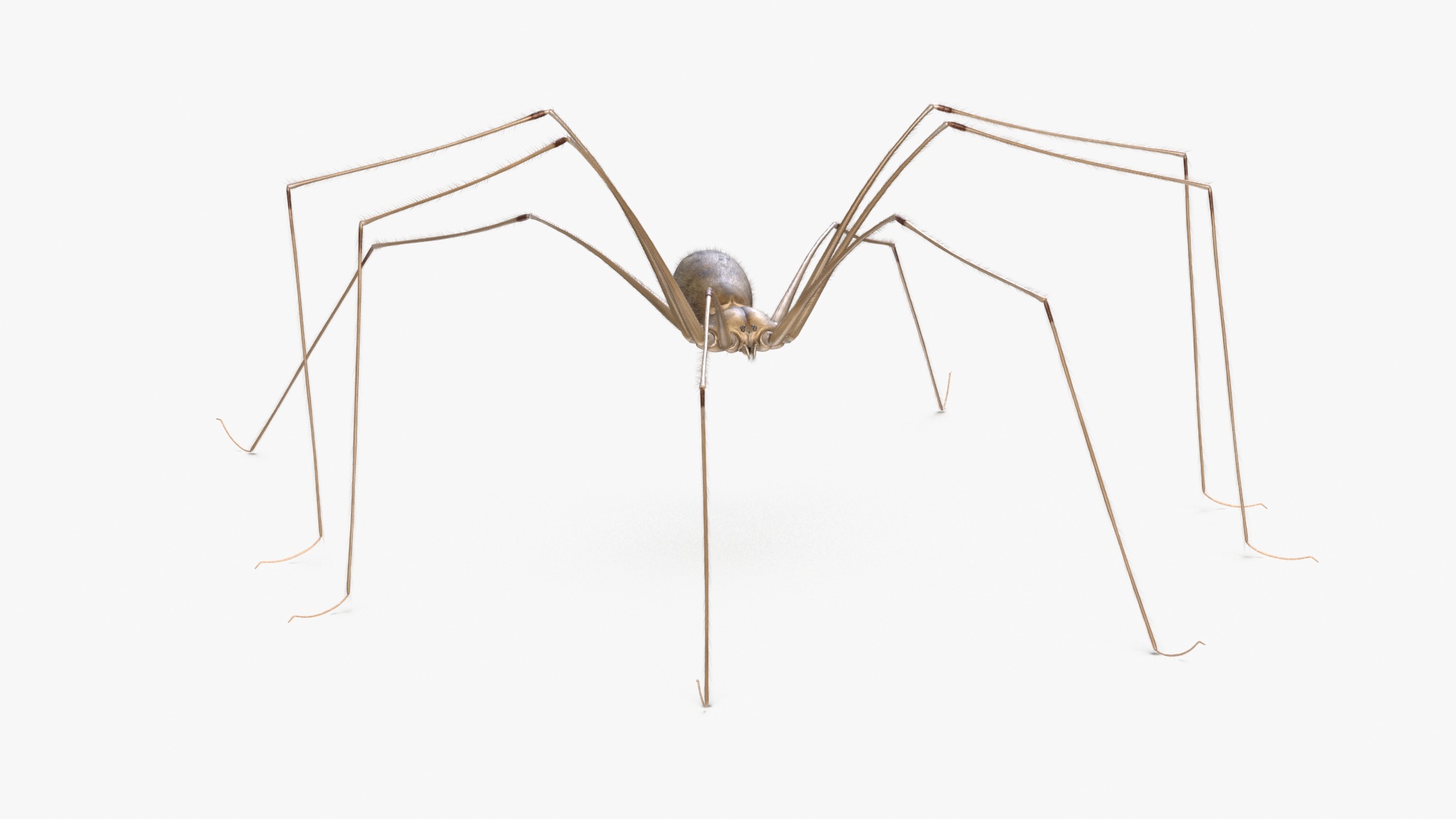3D Daddy Long-legs Spider Fur Rigged model