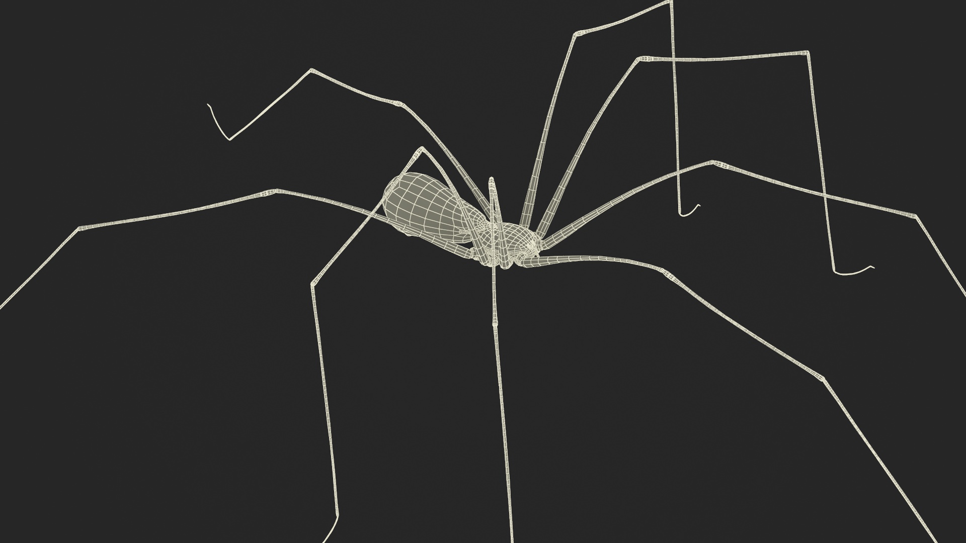 3D Daddy Long-legs Spider Fur Rigged model