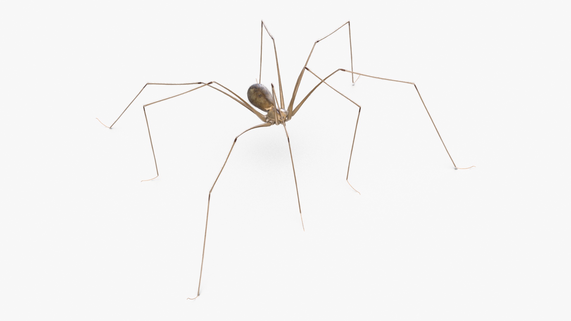 3D Daddy Long-legs Spider Fur Rigged model