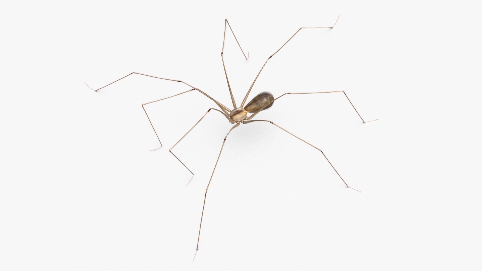 3D Daddy Long-legs Spider Fur Rigged model