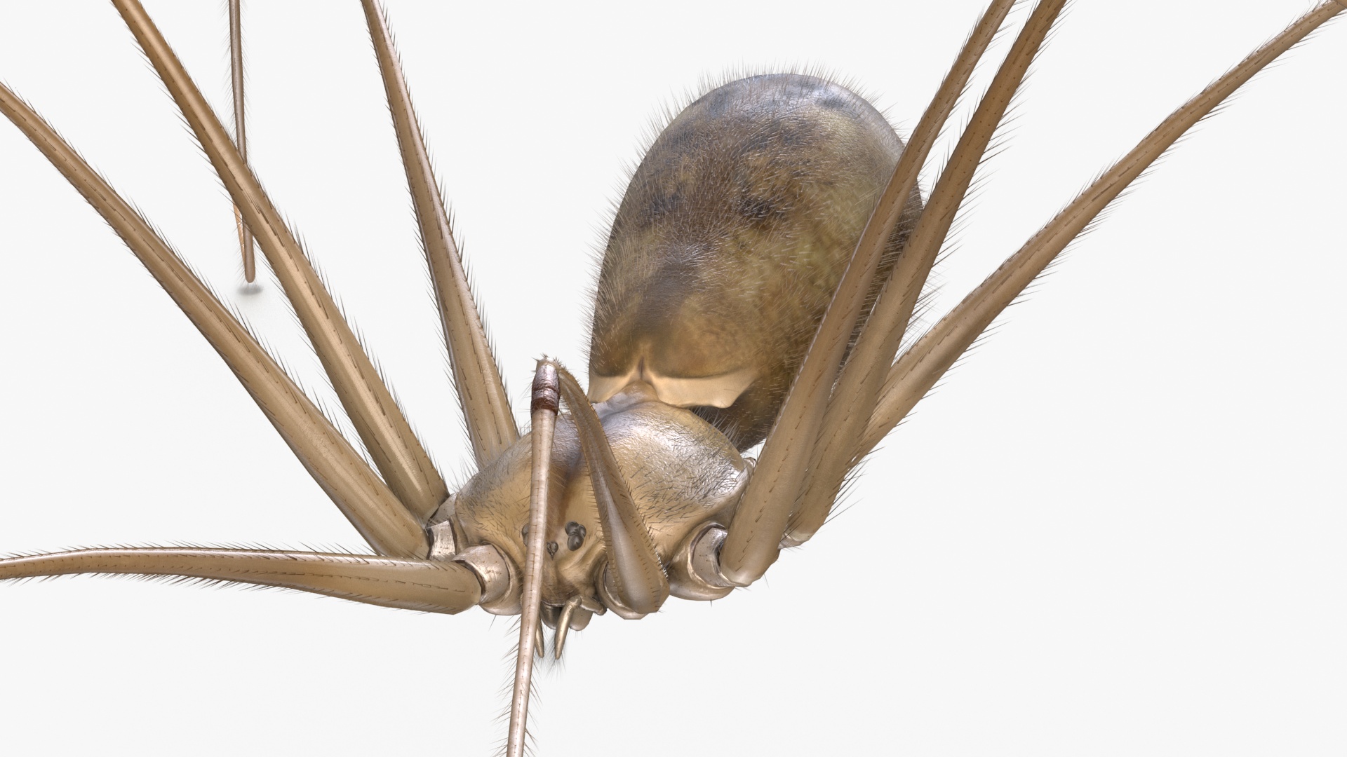 3D Daddy Long-legs Spider Fur Rigged model