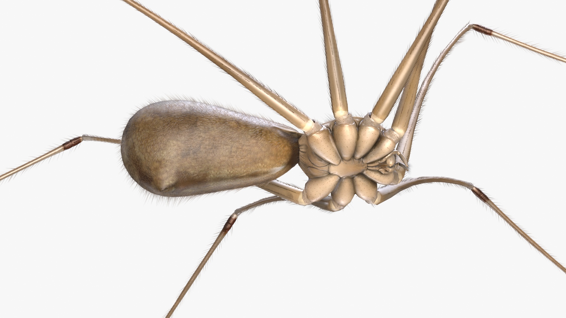 3D Daddy Long-legs Spider Fur Rigged model