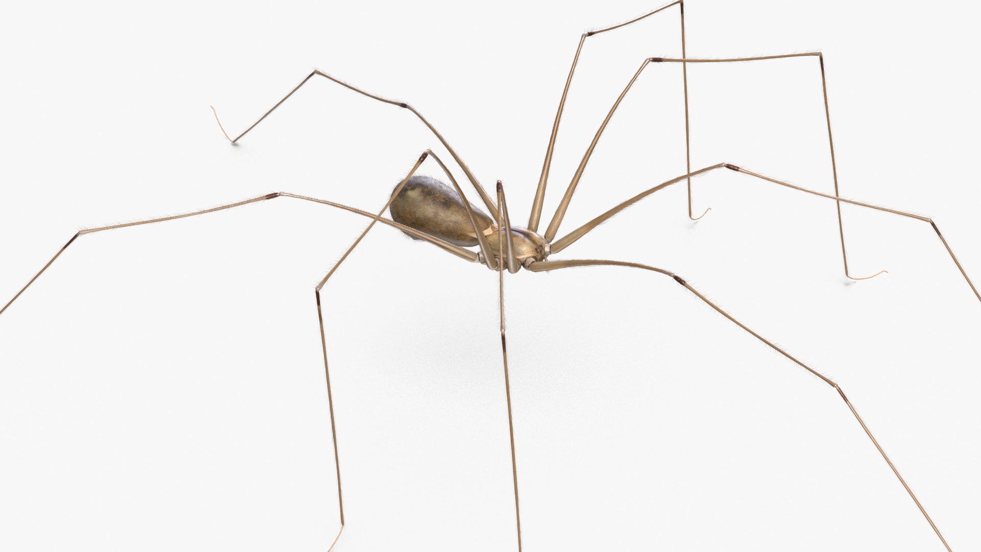 3D Daddy Long-legs Spider Fur Rigged model