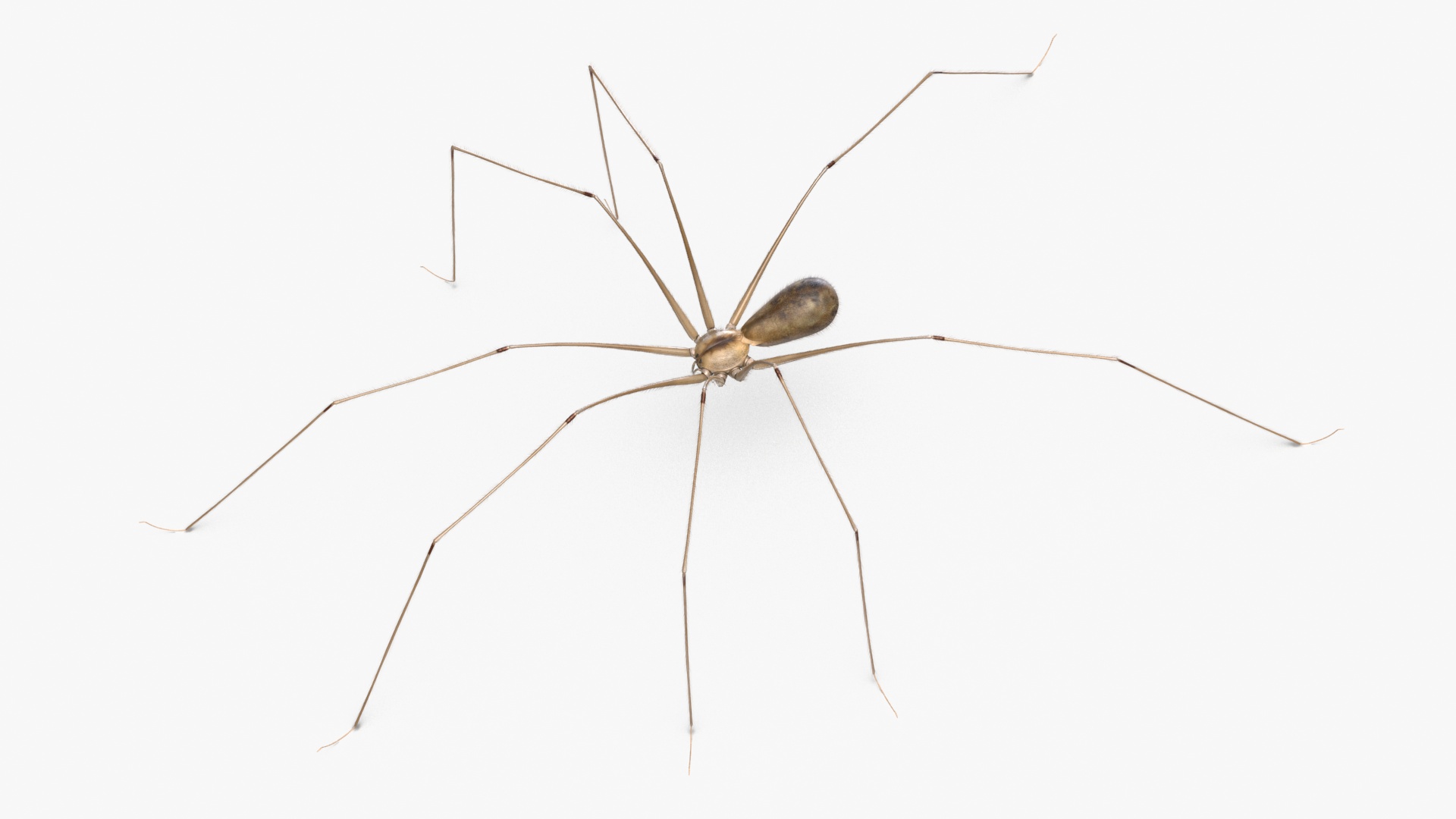 3D Daddy Long-legs Spider Fur Rigged model