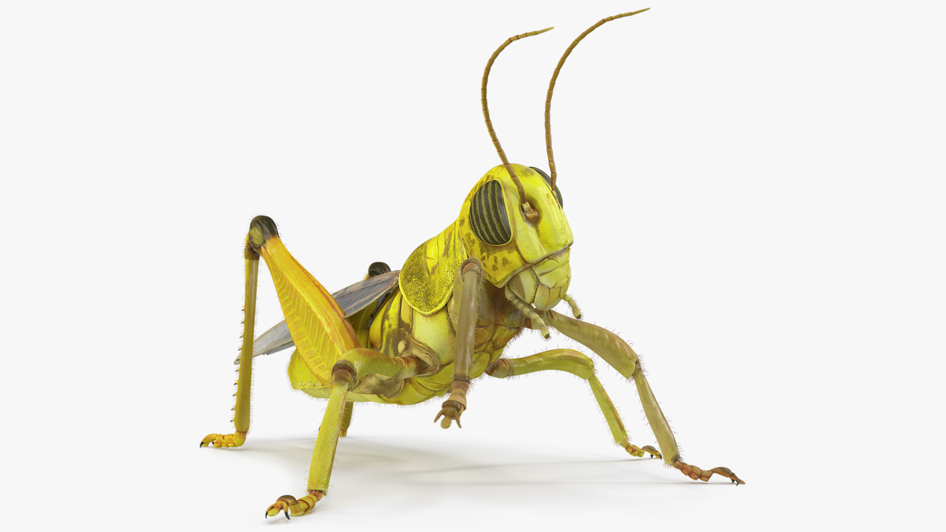 Gregarious Desert Locust Fur - Rigged