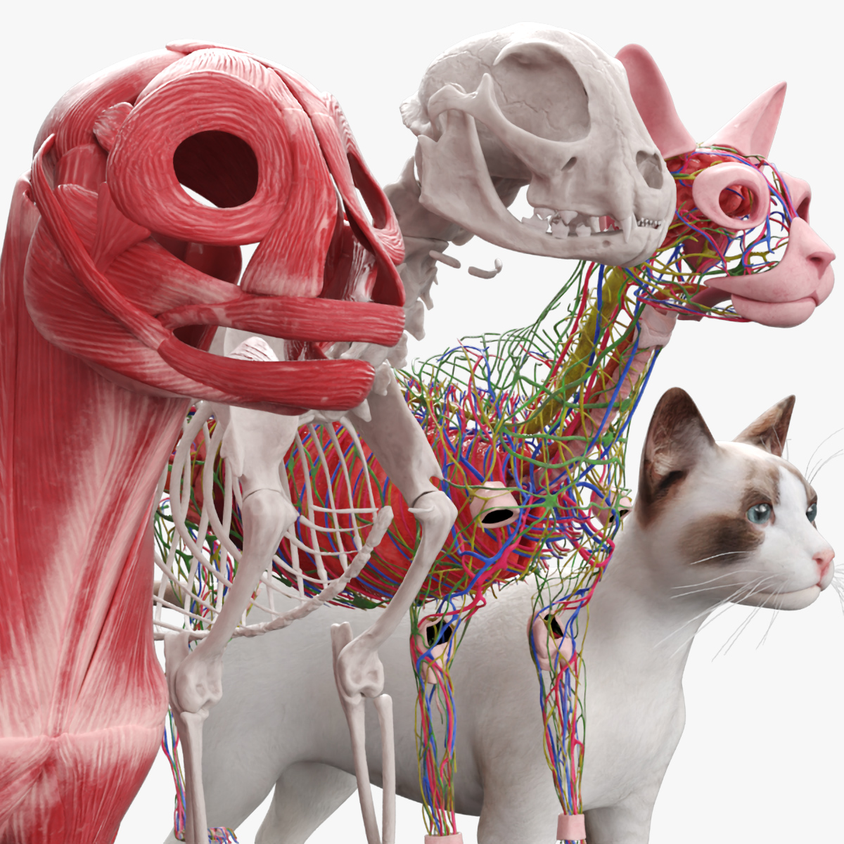 Cat Full Body Anatomy Structure and Skeleton