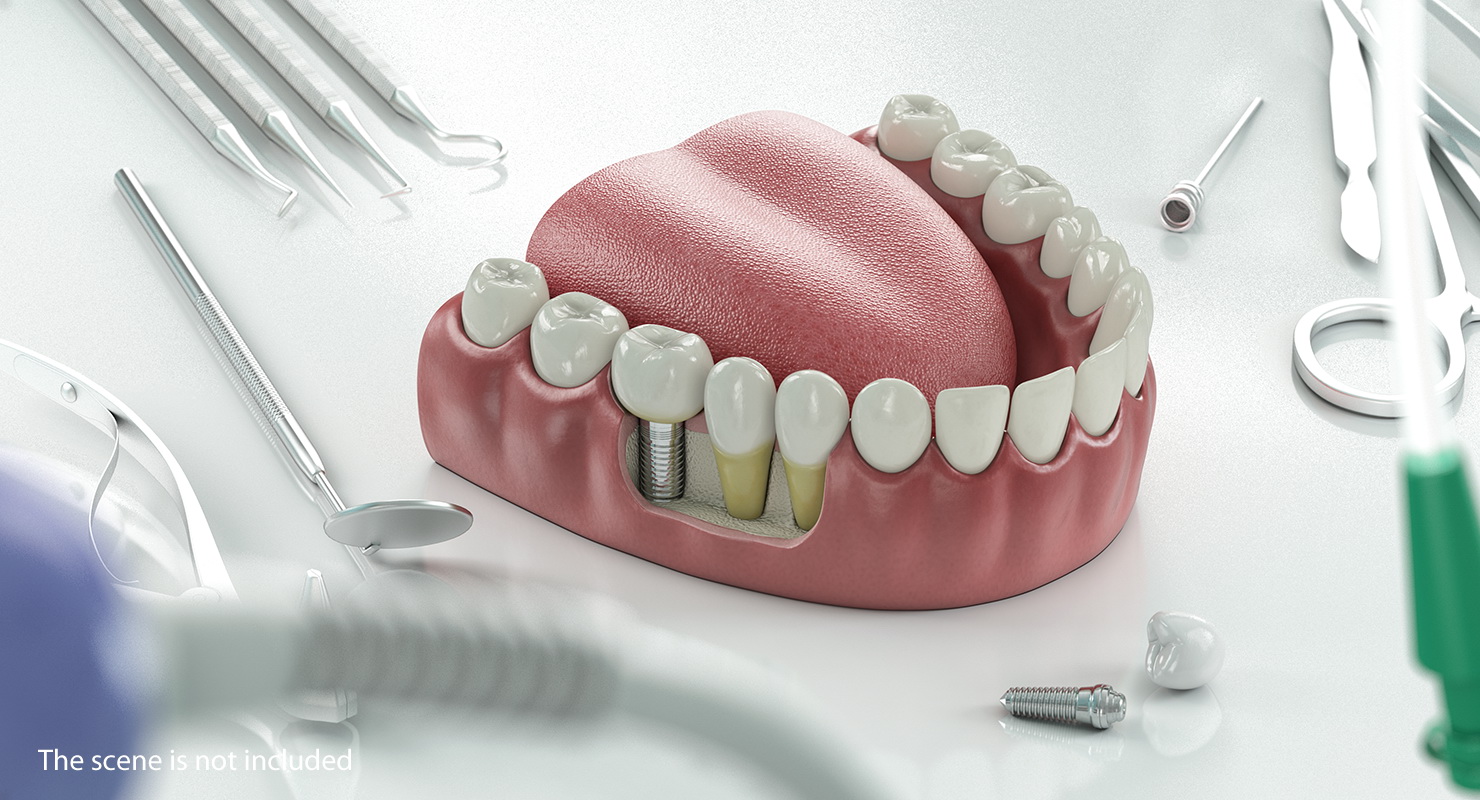 3D model Tongue Medical Model