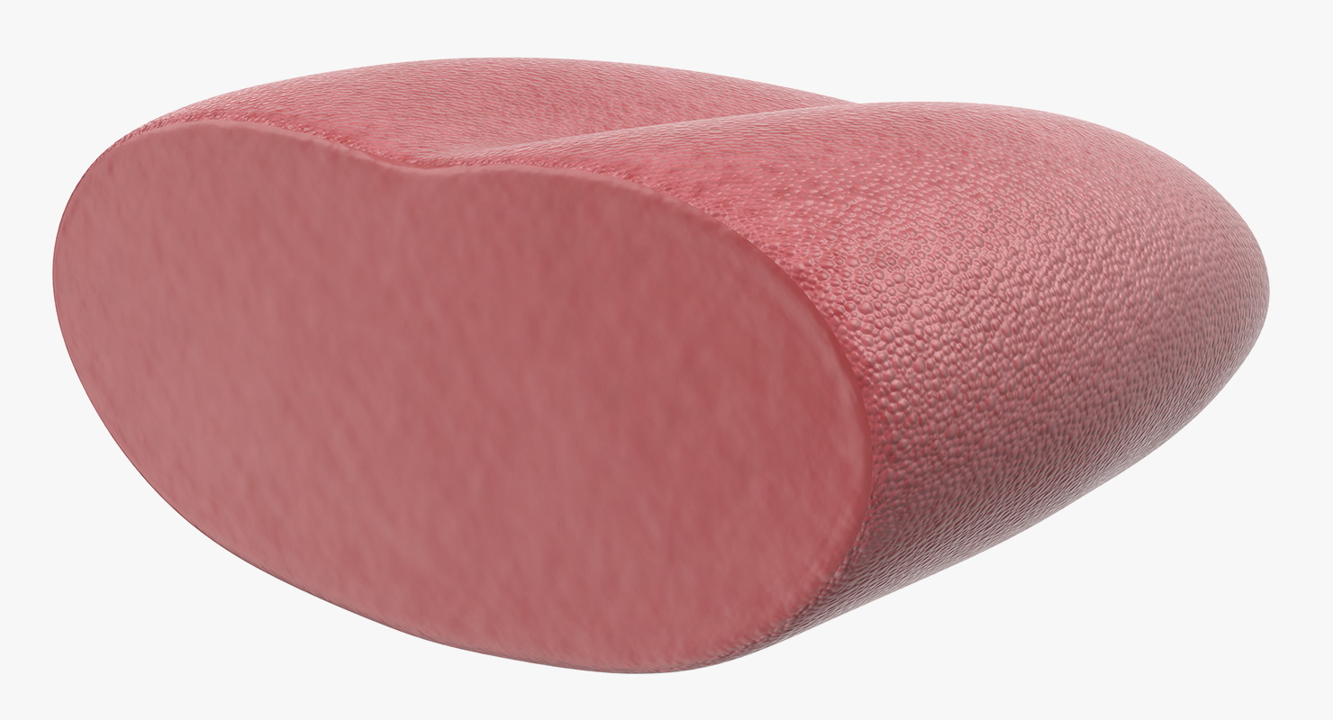 3D model Tongue Medical Model