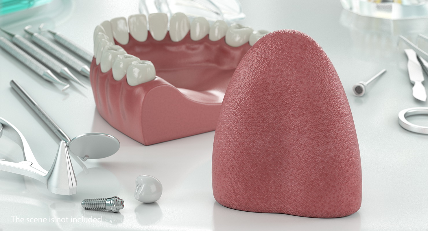 3D model Tongue Medical Model