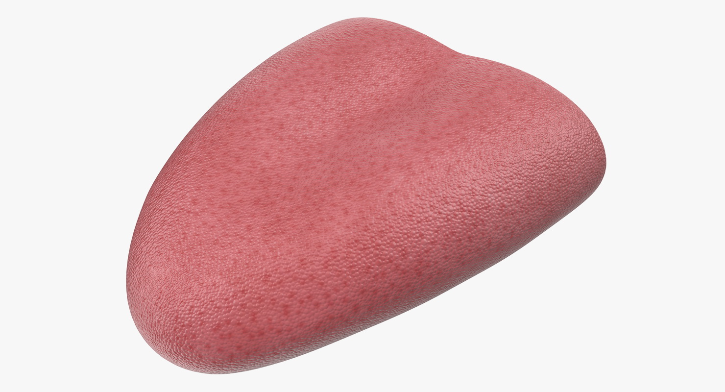3D model Tongue Medical Model