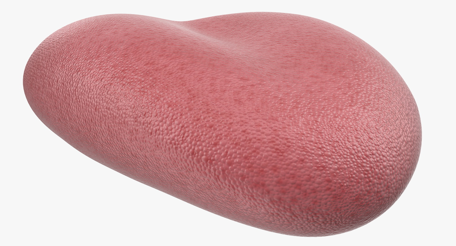 3D model Tongue Medical Model