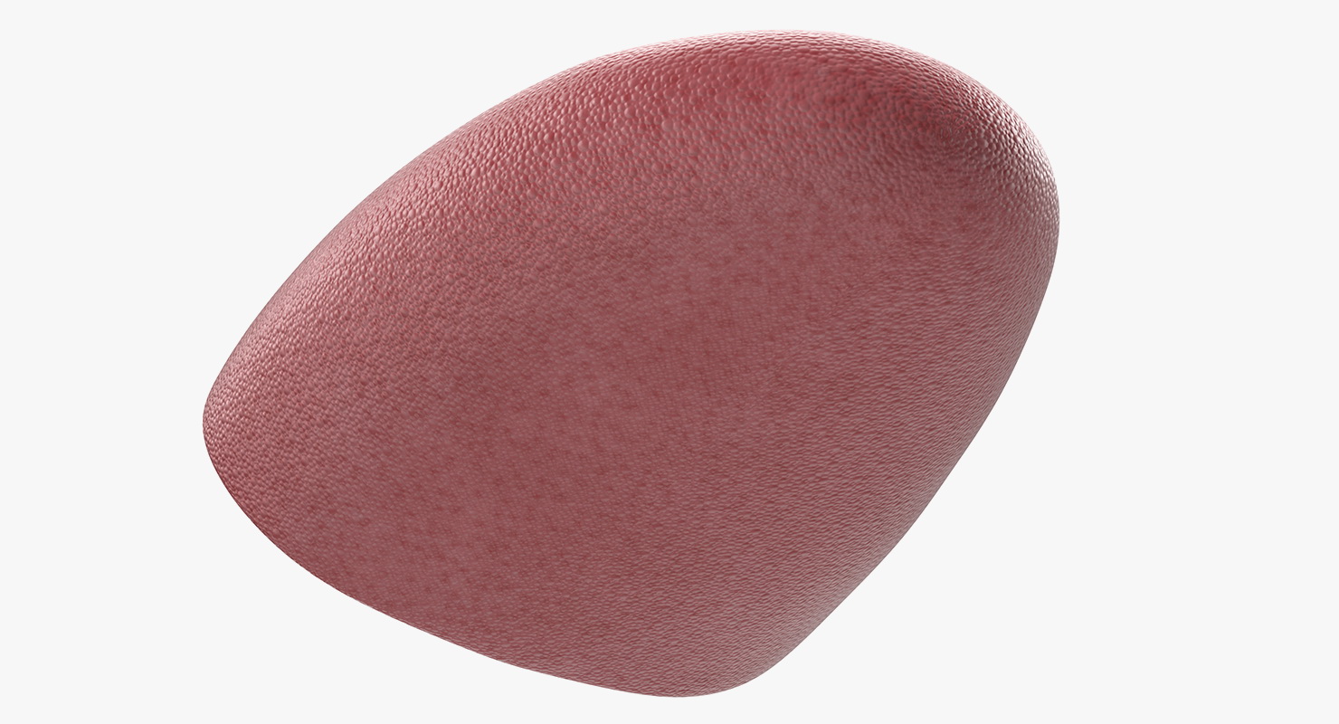 3D model Tongue Medical Model