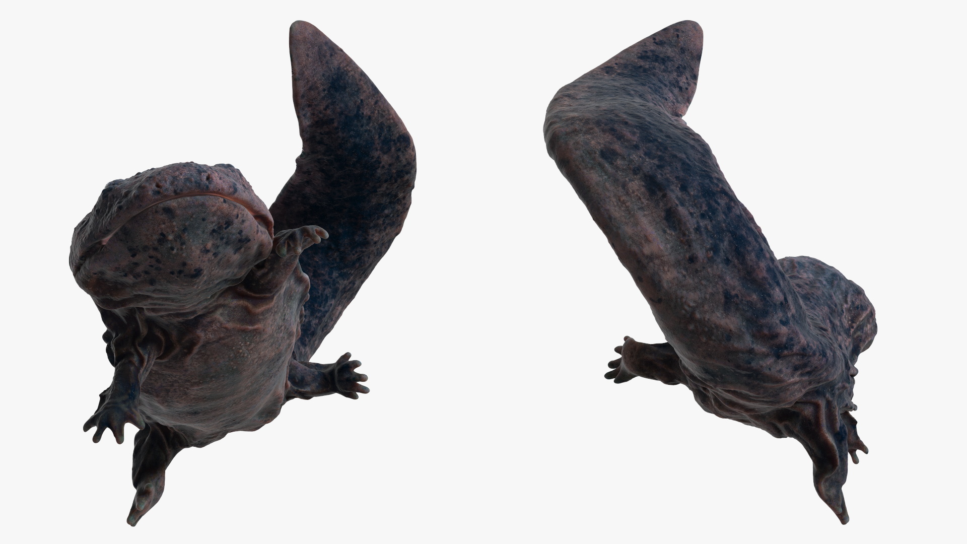 3D model Giant Salamander Dark Swimming