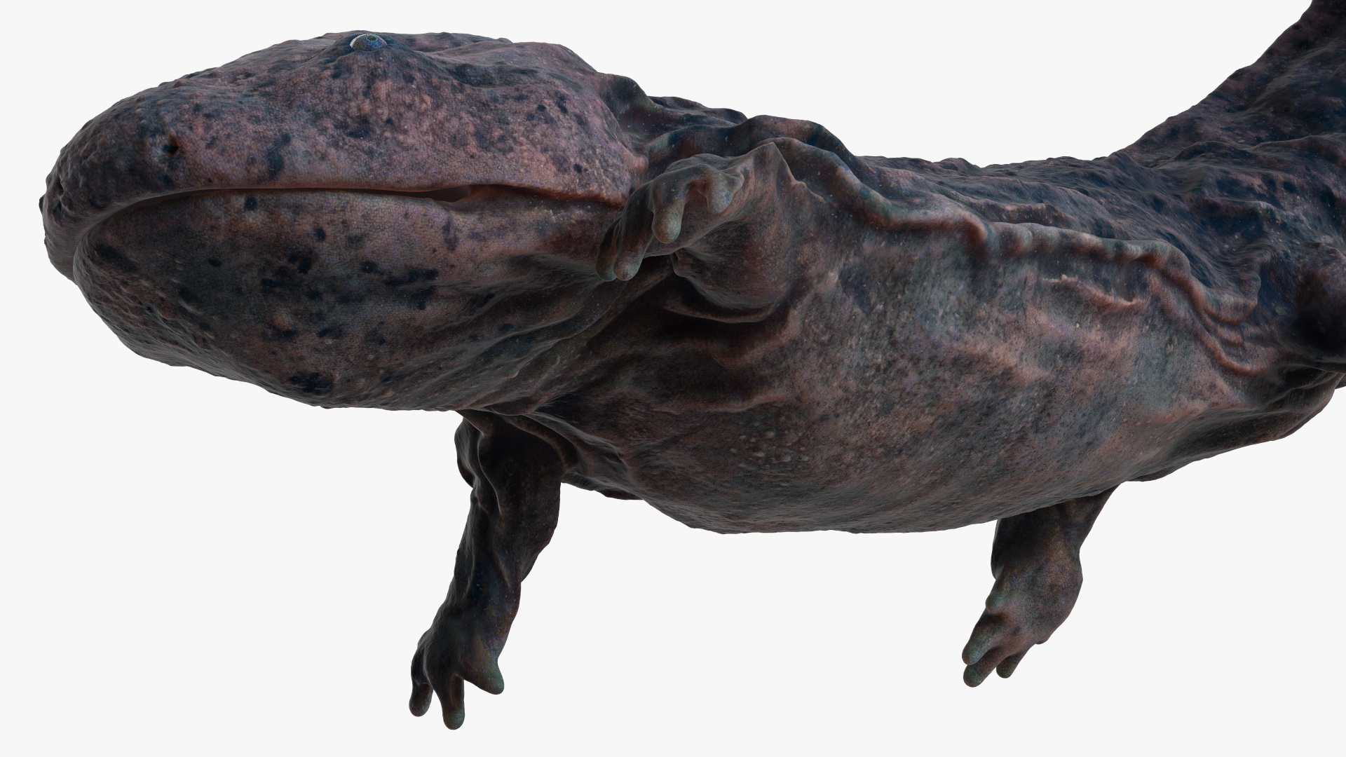 3D model Giant Salamander Dark Swimming