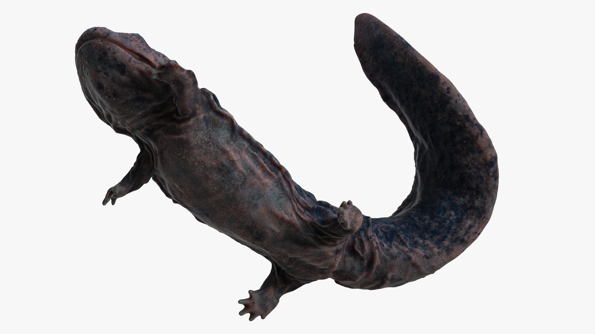 3D model Giant Salamander Dark Swimming